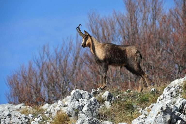 1abruzzo