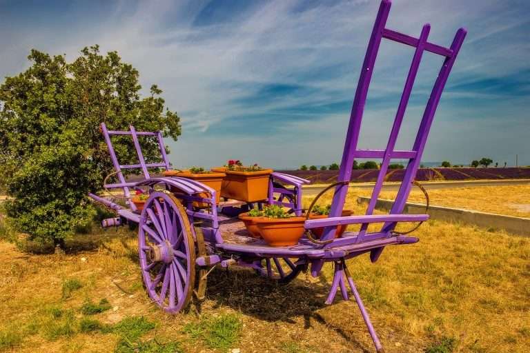 Francia Tour Della Lavanda(6)