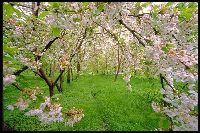 Italia Emiliaromagna Cherry Blossom Festival()