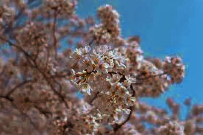 Italia Emiliaromagna Cherry Blossom Festival(9)