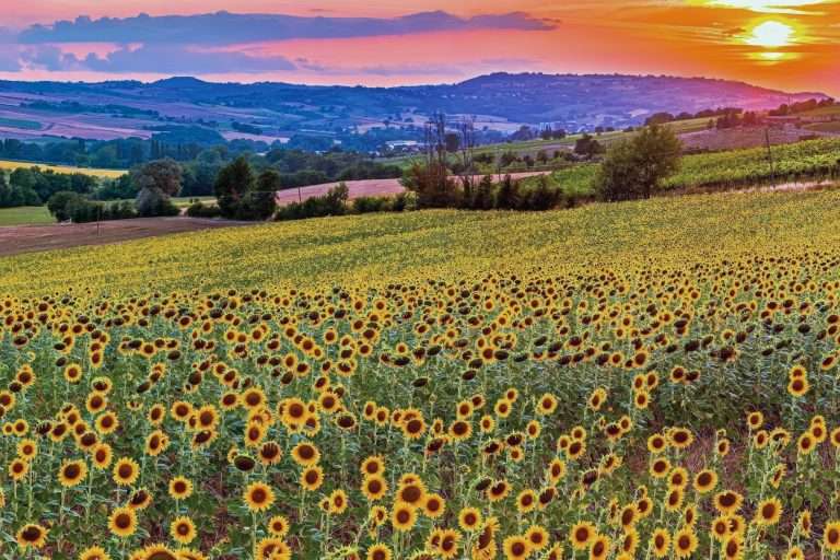 Italia Umbria ENOGASTRONOMIA NELLA TERRA DEL SAGRANTINO E FRANTOI()