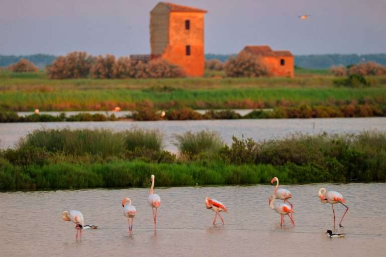 Italia Veneto Da Rovigo Alla Piccola Venezia(5)