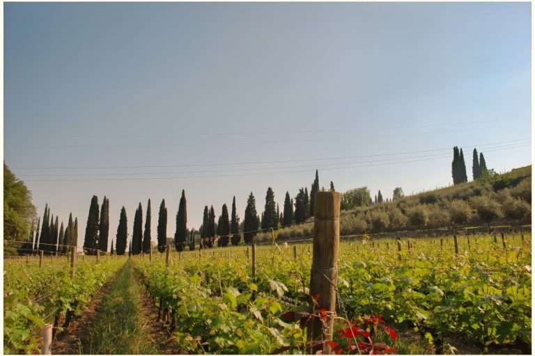 Italia Veneto I Luoghi Del Vino(3)